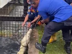 Buaya Dua Meter Diamankan di Selokan Daerah Talang Keramat Banyuasin