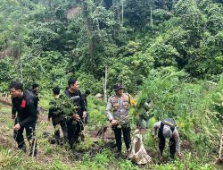 Tiga Hektare Ladang Ganja di Empat Lawang Ditemukan, Petugas Sempat Dihadang Massa