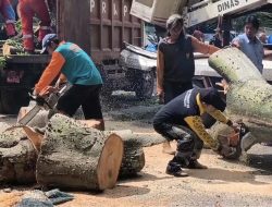 Tiga Mobil Ditimpa Pohon Tumbang Depan Kantor Camat, Pemilik Minta Pertanggungjawaban Pihak Terkait