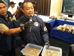 20 Hektar Ladang Ganja di Empat Lawang, Polisi Ungkap Fakta Baru