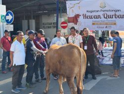Tebar Kepedulian Idul Adha 1447 H, Kejari Palembang Salurkan Ratusan Paket Daging Kurban